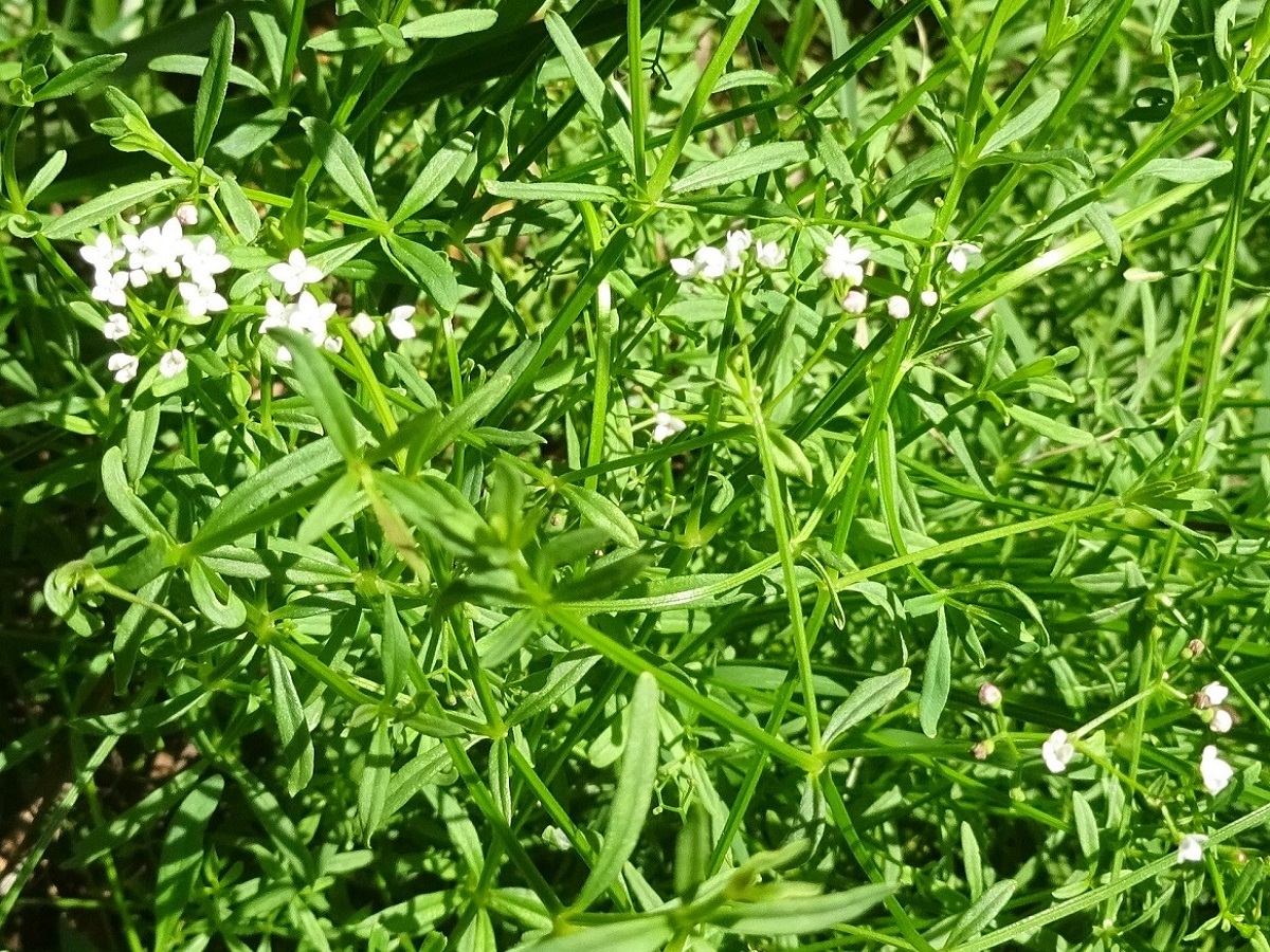 Galium elongatum (Rubiaceae)